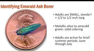 Emerald Ash Borer - A New Invasive Pest