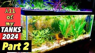My Aquatic Paradise!-Fish Tank Tour 2024- All of my Tanks- NEW FISH, Plants, and PLANS FOR SPRING!!