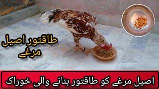 Aseel Murga Ko Taqat Dene Wali Khurak | Aseel Murga Ki Khurak | Aseel Birds Vlog