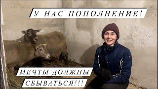 К нам приехали племенные овцы из СХП Катумы! Скоро будут первые ягнята! Фермерские будни!