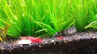 Kuhli Loach stalking Cherry Shrimp