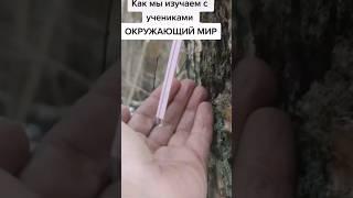 Хорошая Окружайка? #биология #окружающиймир