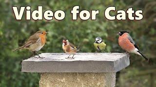 Birds Videos for Cats and Kittens to Watch Birds