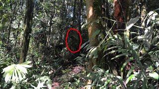 Orang-Pendek - Notable Sightings