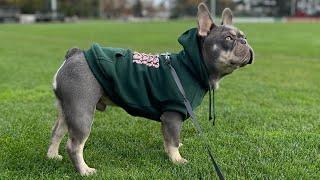 10-Month-Old Lilac and Tan French Bulldog Embarks on His Daily Morning Stroll