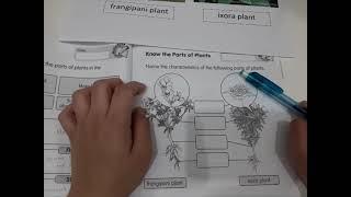 Science Activity Book Year 1 Importance Parts of Plants