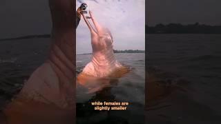 Amazon River Dolphin Pink Unique #shorts