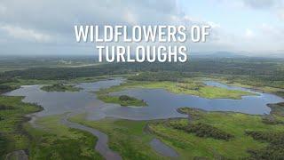 5 in FIVE: Wildflowers of Turloughs