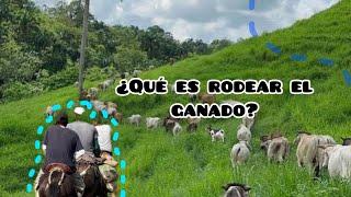 Vlog en el rancho ¿rodear ganado?