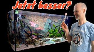 Einfahrphase vorbei? Mehr Balance für das 550 Liter Altum "Biotop" Aquarium