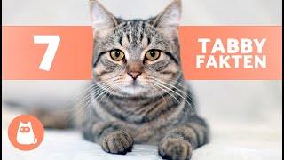 7 FAKTEN über TABBY KATZEN  Warum Sie So Besonders Sind