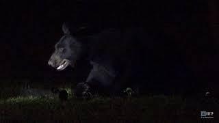 Bear in the Backyard (Santa Rosa Beach, Florida)