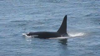 Watching Orcas at Lime Kiln Point State Park, San Juan Island