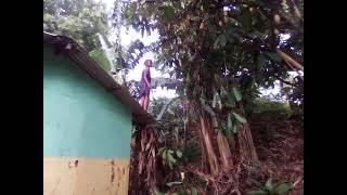 Rasta Mokko grandson  cutting down  trees in the  yard