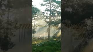 1분힐링  1 minute healing   #healing #sleep #힐링 #새소리 #숲 #숲속 #명상 #1분명상 #아침에새소리