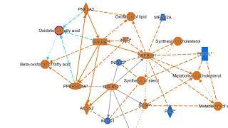 Examining Graphical Summary results in QIAGEN Ingenuity Pathway Analysis software video tutorial