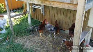 My Rhode Island Red Crossed With Barred Rock