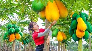 Harvest Giant Papaya Garden - Make Egg Sandwiches Goes to the market sell