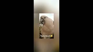 Cockatoo Best of 2020 Compilation...Ozzie the Cockatoo  Funny & Sweet Moments