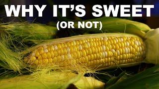 How science saves sweet corn