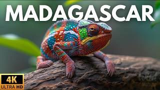 MADAGASCAR - SECRETS AND MYSTERIES OF A UNIQUE PLACE | Full Documentary