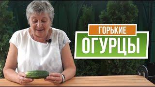 Почему Огурцы Горькие  Как Избавиться от Горечи в Огурцах