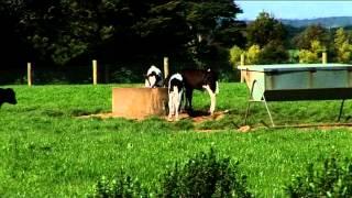 Be Assured - Dairy in Australia