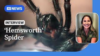 Record-breaking funnel-web spider 'Hemsworth' to be milked for venom | ABC News