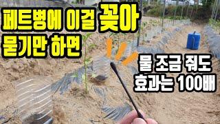 페트병에 이걸 꽂아 묻어만 주면 물 조금씩 가끔 줘도 효과는 100배