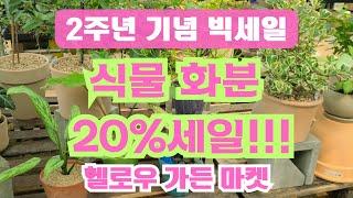 헬로우가든마켓2주년기념 빅세일 식물 화분 20%세일행사 #미니품종#폭죽초#겹무궁화#아가판서스#무늬고려담쟁이#헤디오토이데스#큰잎아디안텀#마크로리조스 바리에가타#플로리분다아카시아