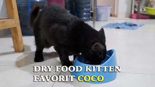Makanan Kitten Untuk COCO