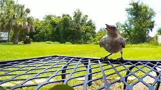 Amelia Island Birds in my Coyote Cams