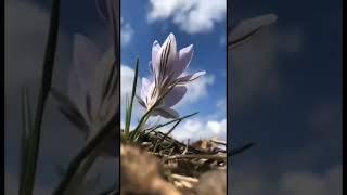 С началом весны !
