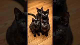 (ALL CATS ARE CUTE)Black cats are unique to find so you shouldn't hate them.They are ADORABLE!#Cats