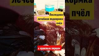 3 лечебная подкормка пчел весной с красным перцем #подкормка #сироп #лечебнаяподкормка #пчелы