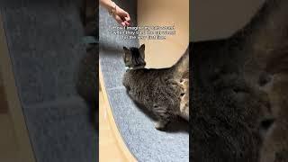 If I'd known they'd love it this much, I would've bought it sooner! #shorts #cat #funny