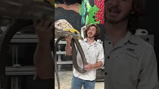 GIANT King Cobra! #shorts #kingcobra