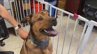 Uptick in canine virus causes SDHS to limit intake of owner-surrendered pets