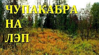 Крик косули? Загадочные животные. The roe deer's cry? Mysterious animals.