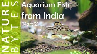 Aquarium Fish From India (Part 2) | Planted Aquarium Fish| Indian Fish for planted aquarium