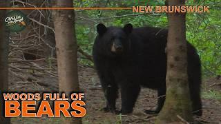 Hunting Black Bear in the Incredibly Populated Woods of New Brunswick | Canada in the Rough