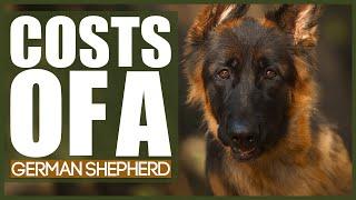 How Much Does A GERMAN SHEPHERD Cost?