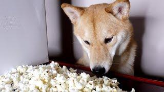 My Dog Eating Popcorn for 2 Minutes Straight. -ASMR