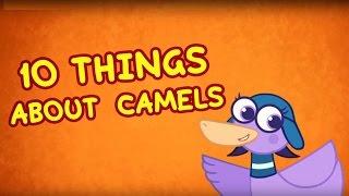 10 things about Camels  Animal Facts for Kids | Hogie the Globehopper | Geography Cartoons for Kids