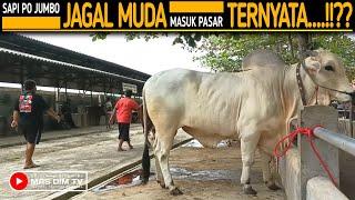 Sapi Po Terbesar Juragan Jagal Muda Jogja Nyasar Di Pasar !! Ternyata...