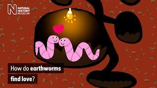 How do worms reproduce? | Surprising Science