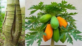 Increasing the Yield of non-yielding and low-yielding papaya tree