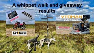 Giveaway Results on a Whippet walk 