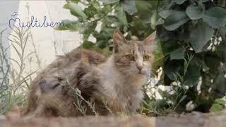 Kedi Şarkısı (Miyav)- Çocuk Şarkıları - Çocuklar için şarkılar - Multibem #çocuk #şarkı #müzik #kedi