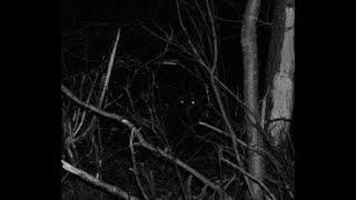 GOATMAN'S BRIDGE